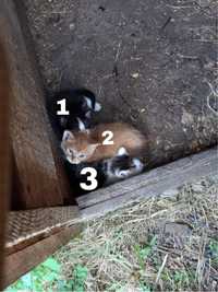 3 młode kotki do oddania!