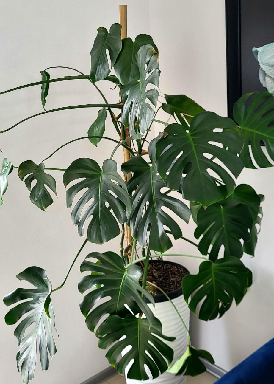 Kwiatek Monstera duża