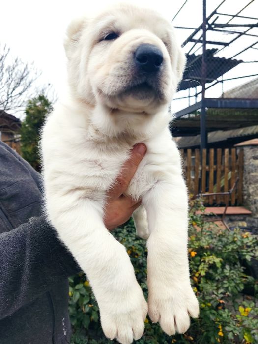 Цуценята САО(алабай) Середньоазіатська вівчарка