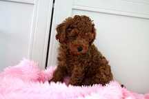 Pudel Toy Piesek RED BROWN