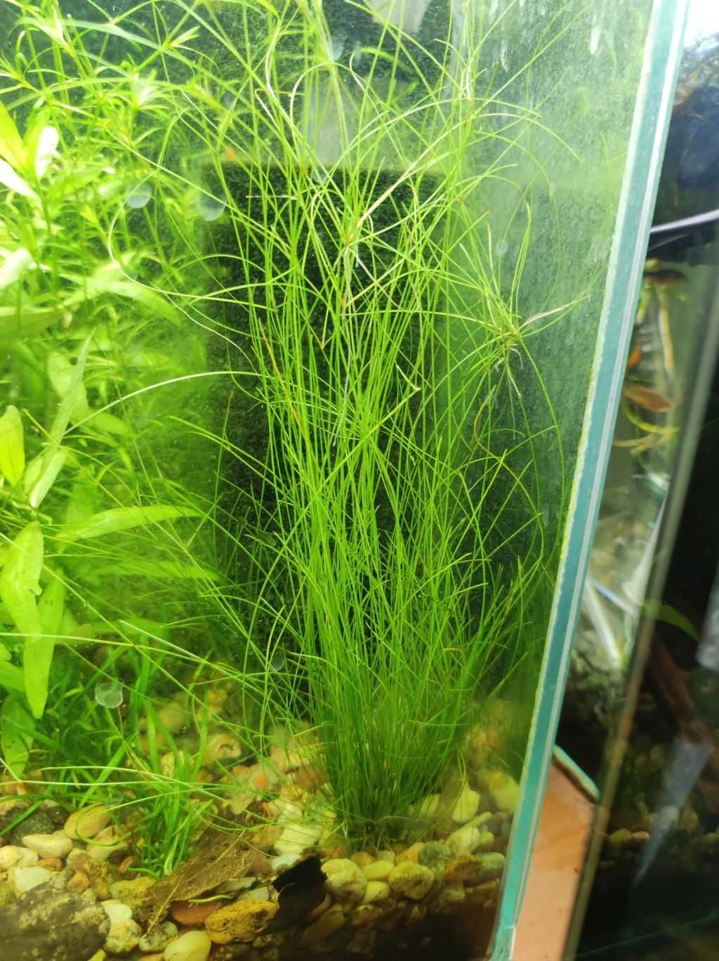 Ponikło igłowate trawa trawka roślina do akwarium 20 sztuk roślinek
