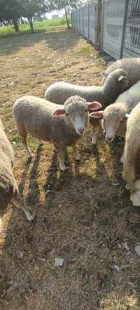 Owieczki owce wielkopolskie jagnięta