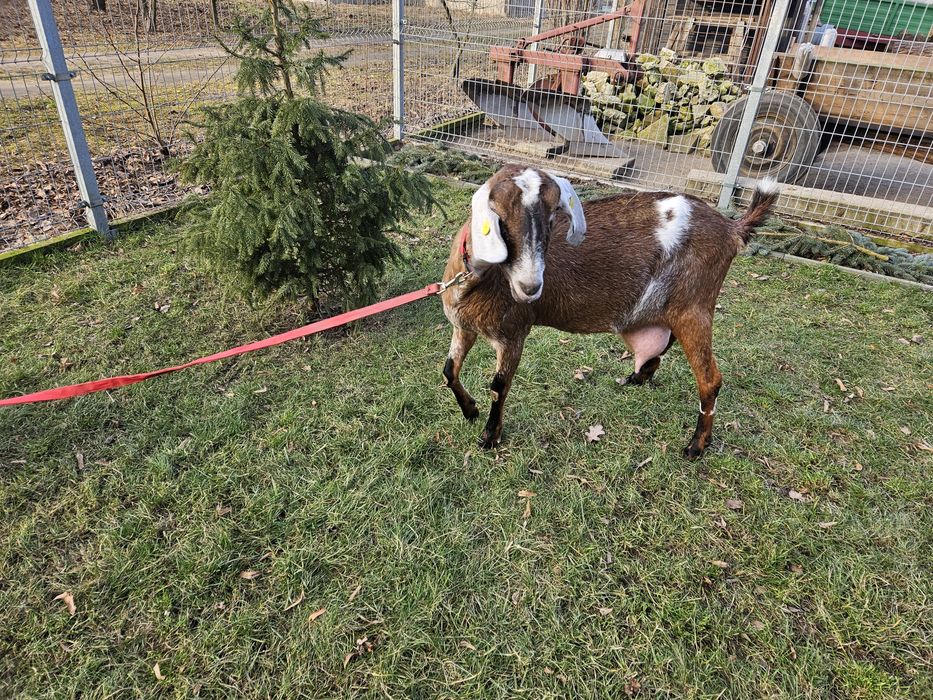 Kozy Anglonubijskie 100%AN z rodowodami.