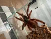 Pająk ptasznik Caribena Versicolor 5,5-6 DC SAMICA