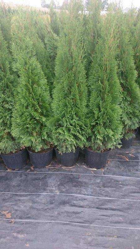 Tuja tuje szmaragd w doniczkach 140-160cm Dostawa