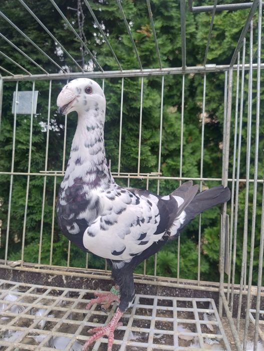 Niemieckie wystawowe