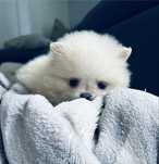 **Chrupka**Szpic miniaturowy, pomeranian, malutka sunia