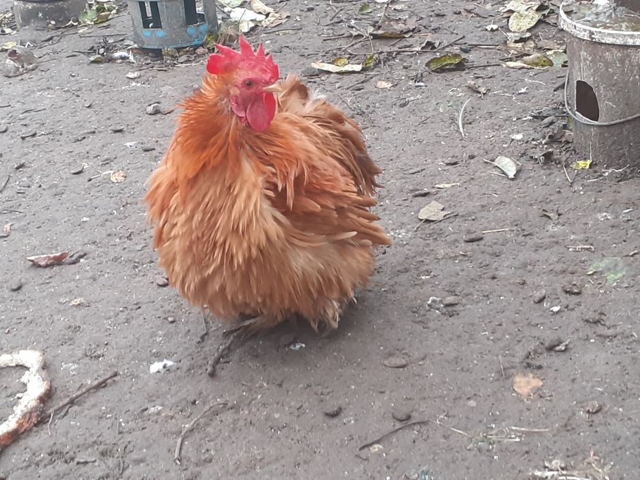Kochin miniaturka złota