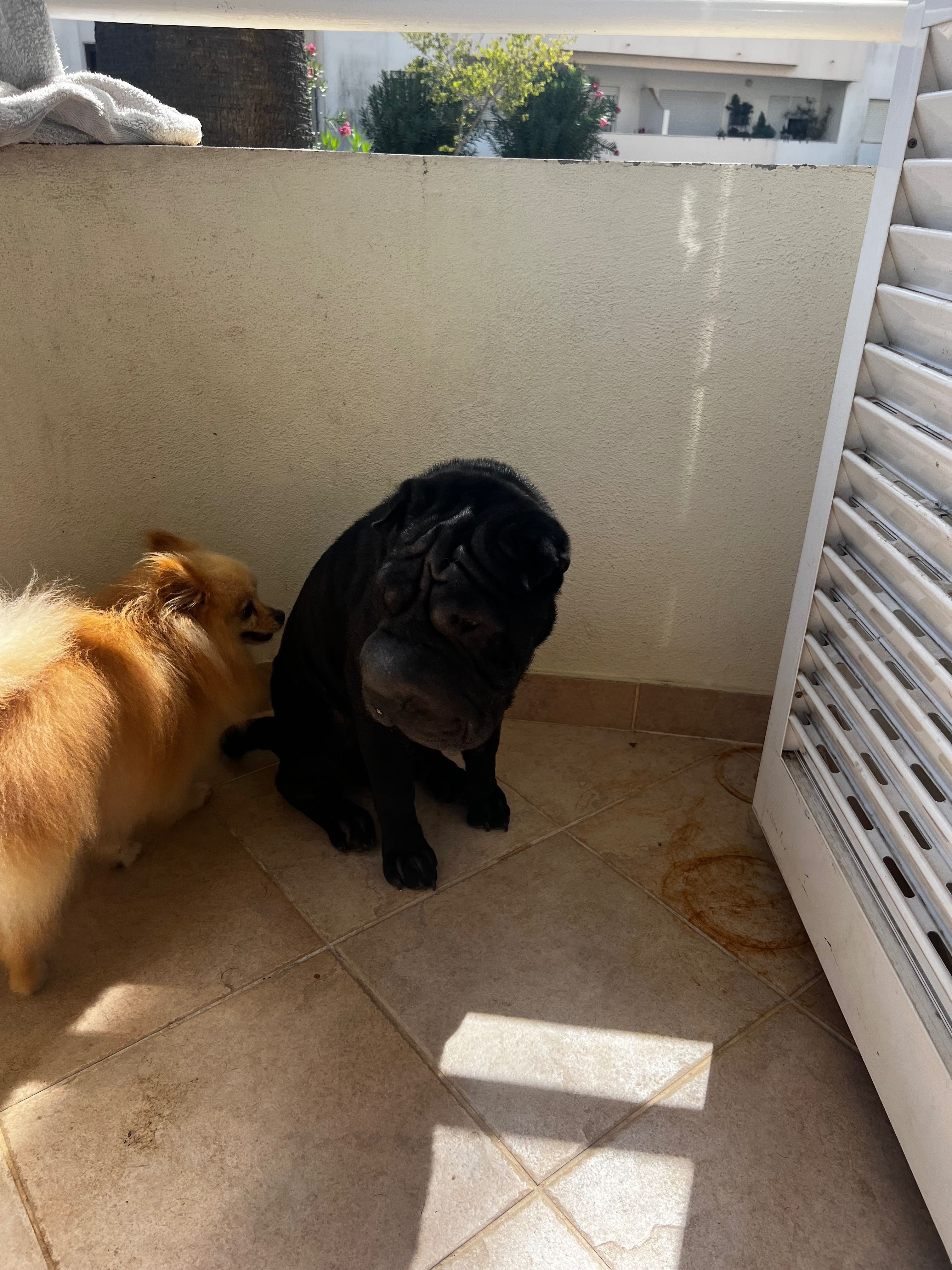 cachorro sharpei