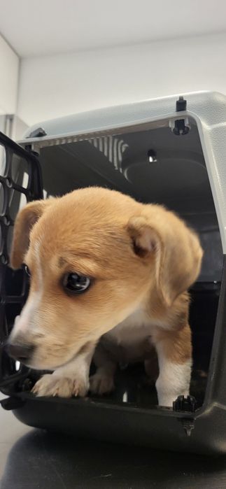 Szczeniaki do adoocji