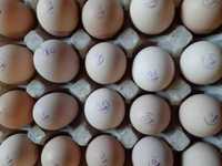 Яйце куряче для інкубації. Великий асортимент