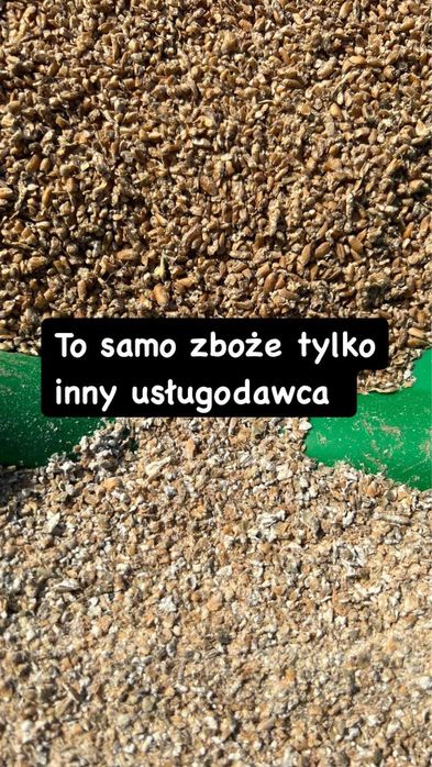 Pakowanie kukurydza mokra w rękaw big-bagi  gniotownik młyn Wysłodki