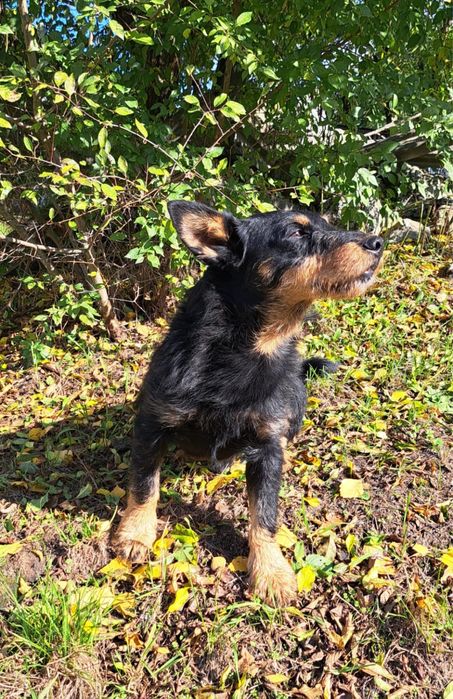 Zefirek którego nikt nie kochał