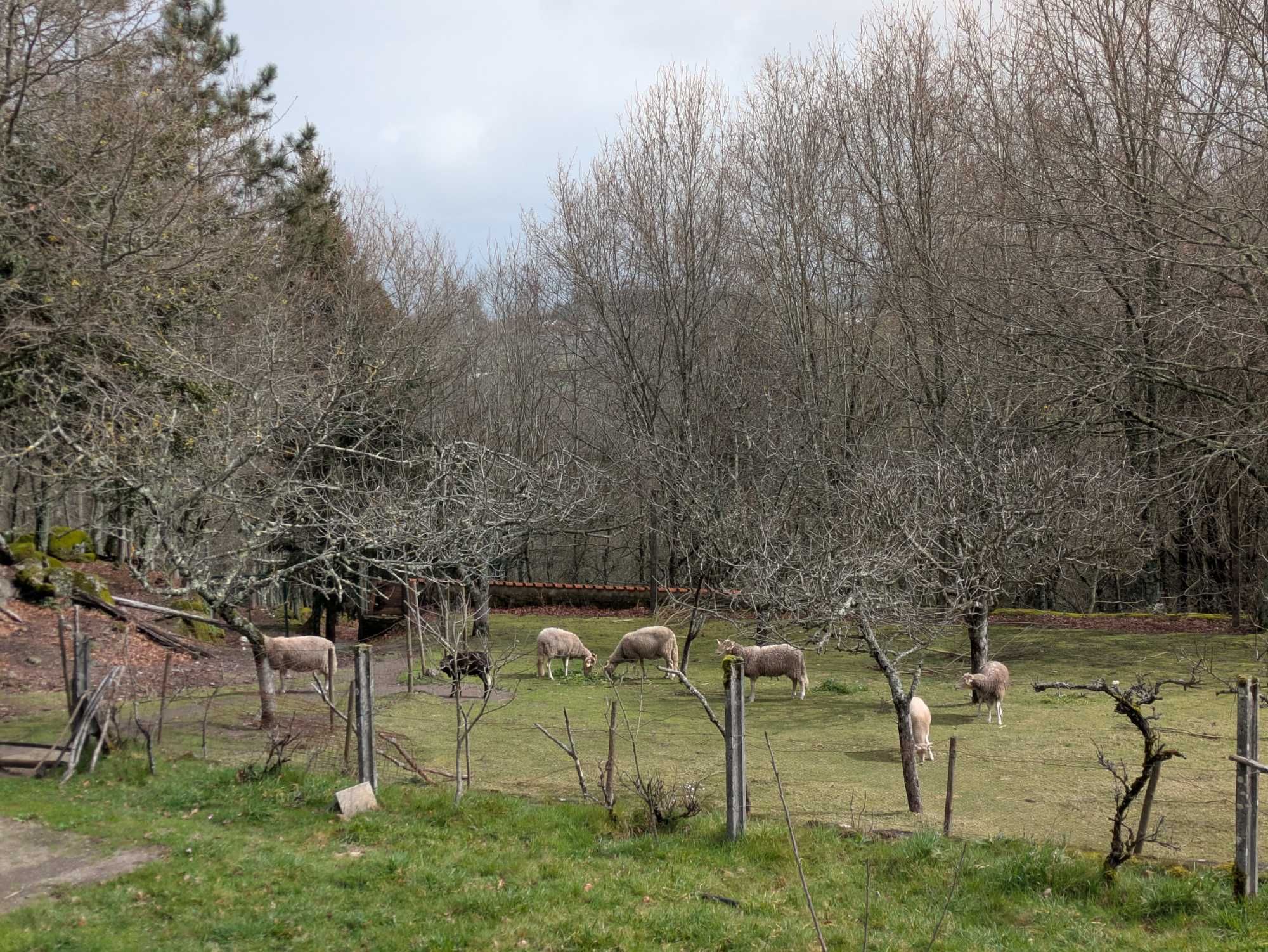 Ovelhas Bordaleiras e Carneiro