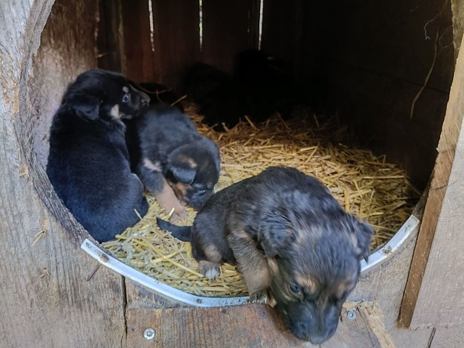 Oddam pieski mieszanice, mama owczarek niemiecki, ojciec duży rasa