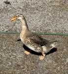 Patos Rouen ainda jovens