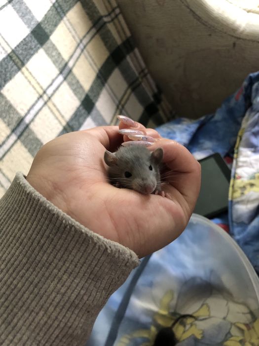 Криски в добрі руки