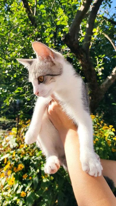 Котенок в добрі руки