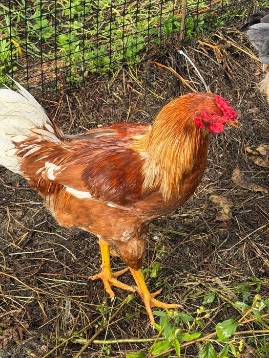 Galo Brahma e também galo da raça das galinhas poedeiras