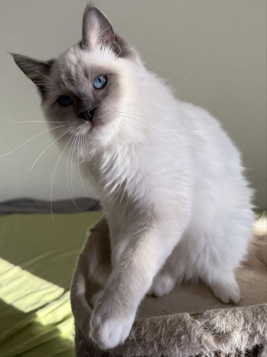 Kocurek Ragdoll blue mitted