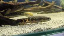 Hoplias malabaricus // Erythrinus erythrinus