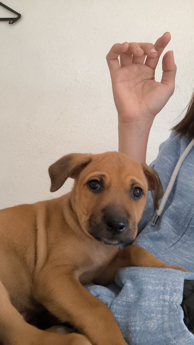 3 bebés para adopção