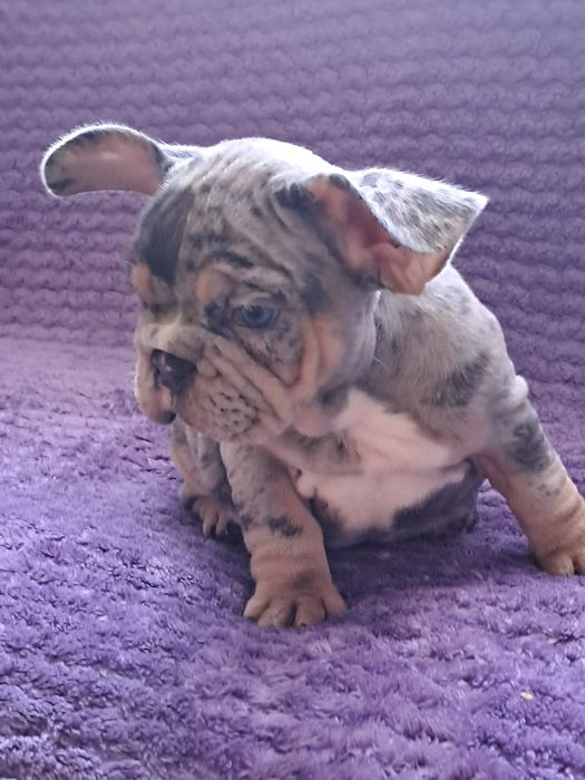 Szczeniak buldog francuski szuczka blue tan