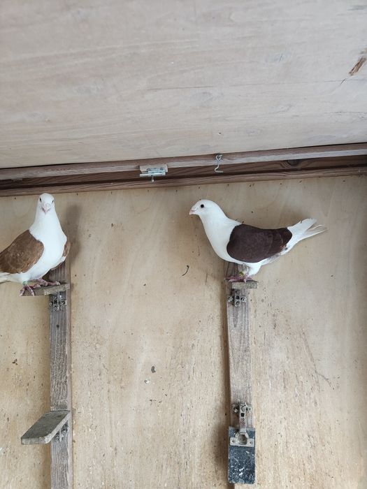 Gołebie sląskie tarczowe