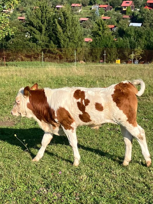 Byczki cielaki cielęta odsaski bydło