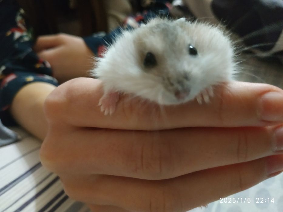 Хом'ячки джунгарики