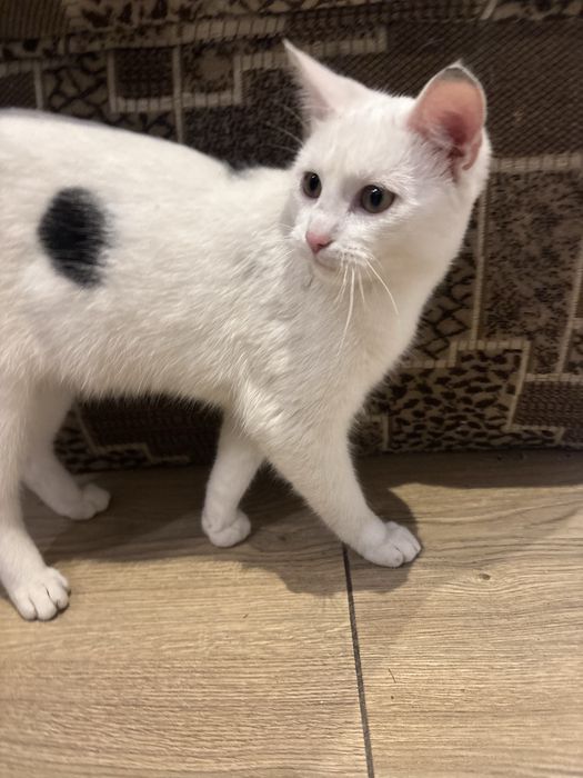 Oddam kotke w dobre rece