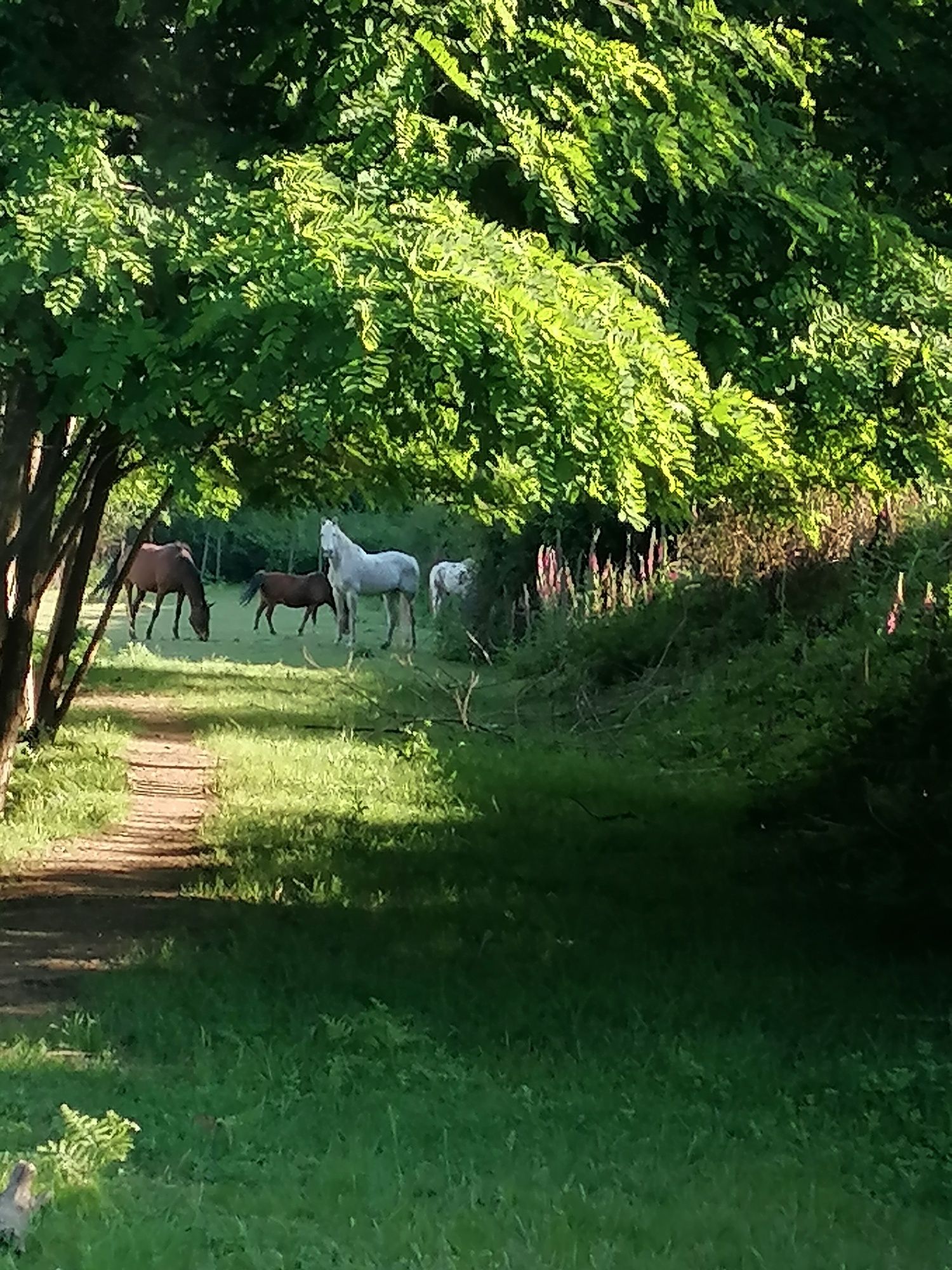 Cavalos em campo
