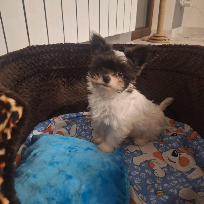 Szczeniaczki maltchi