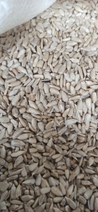 Семена /Насіння Кондитерская семечка, соняшник