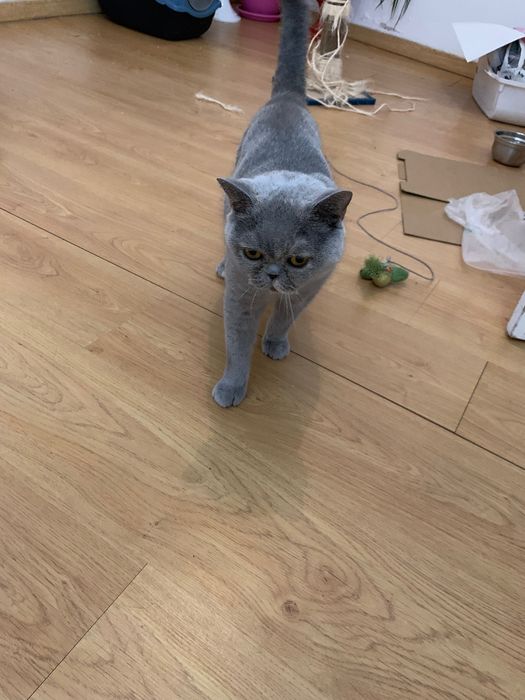 British shorthair adopção responsável