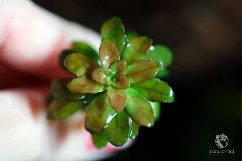 Ludwigia Sphaerocarpa mini rzadkości Rarytas do Nano