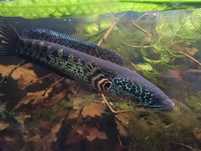Channa aurantimaculata Golden cobra