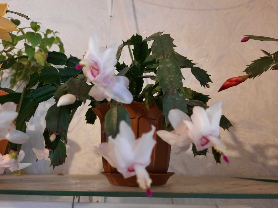 Шлюмбергера біла продаю