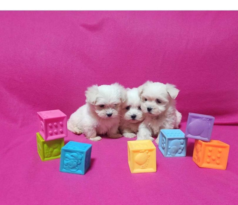 Maltańczyk szczeniaczek.