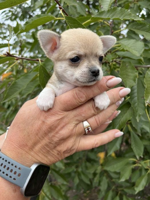 Готовятся к продаже щенки породы чихуахуа