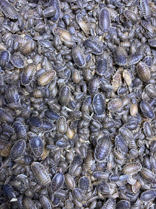 Baratas Argentina Alimento vivo