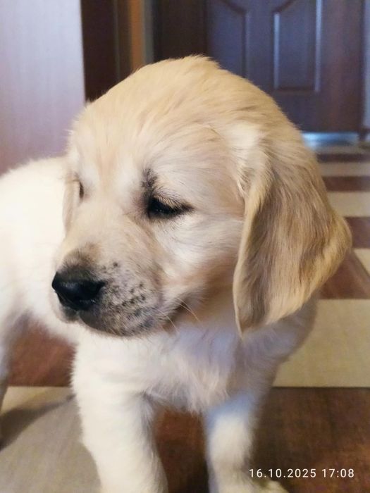 Szczeniak Golden Retriever