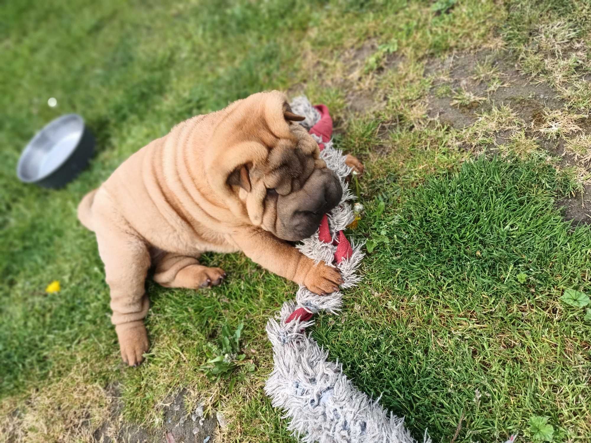 Shar Pei dziewczyna ZKwP FCI, metryka rodowód