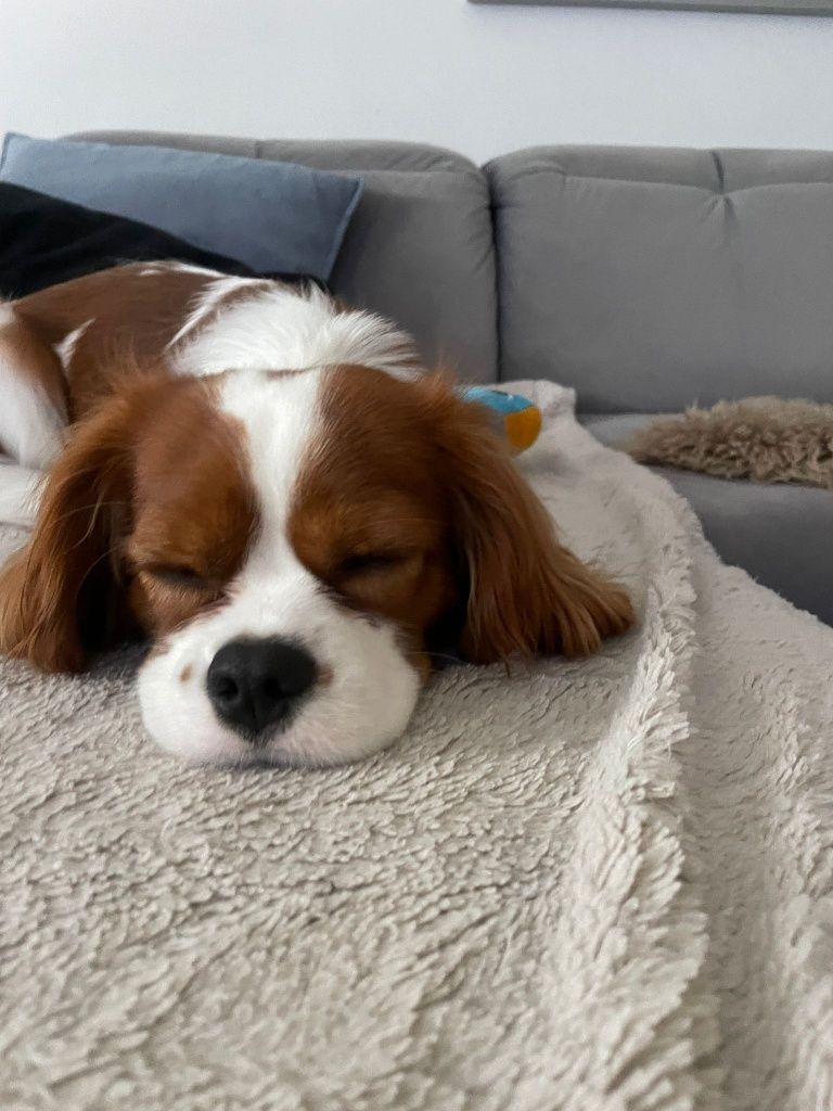 Cavalier King Cherles Spaniel-zapowiedź miotu