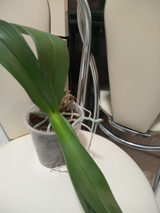 Орхідея рожева .