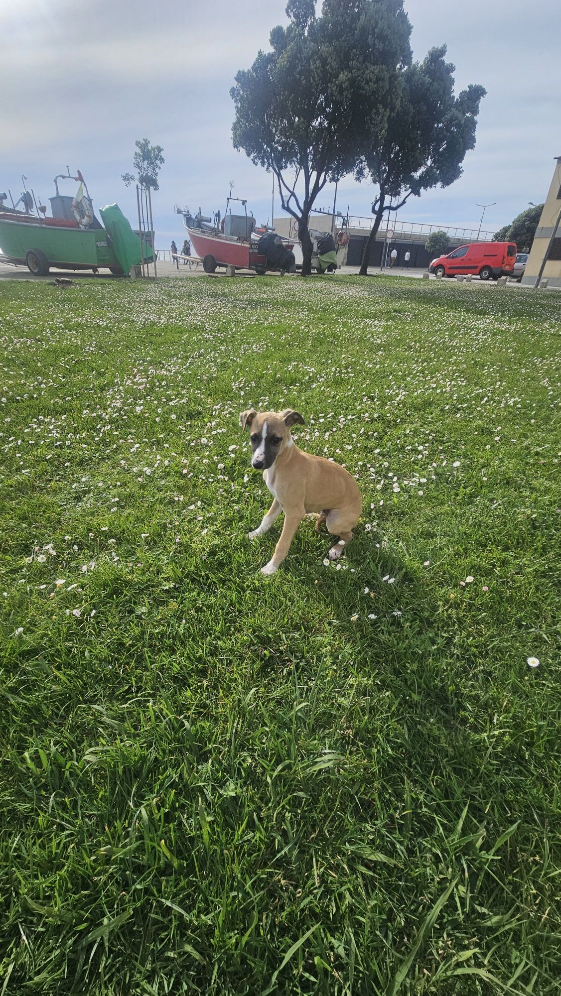 Galgo whippet macho