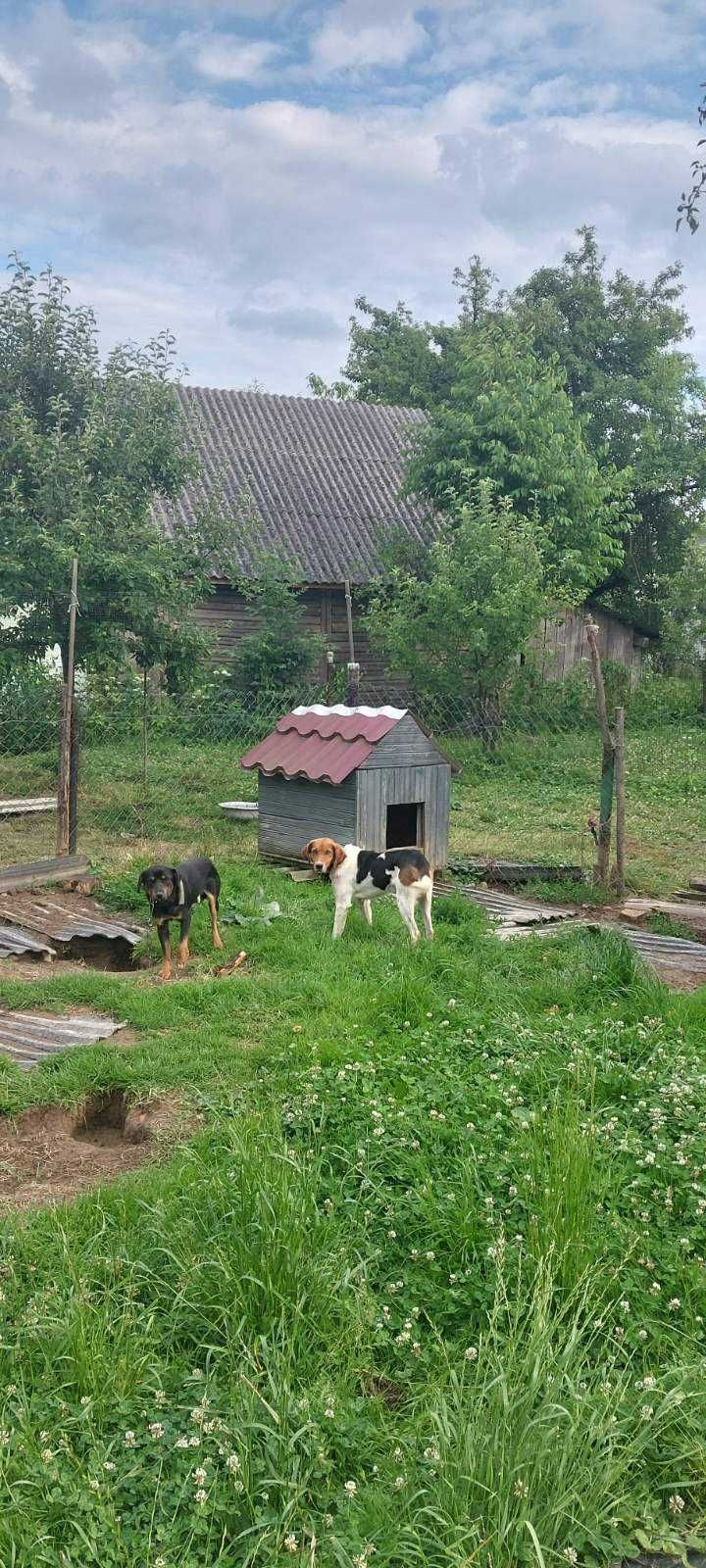 Відам в добрі руки Естонця