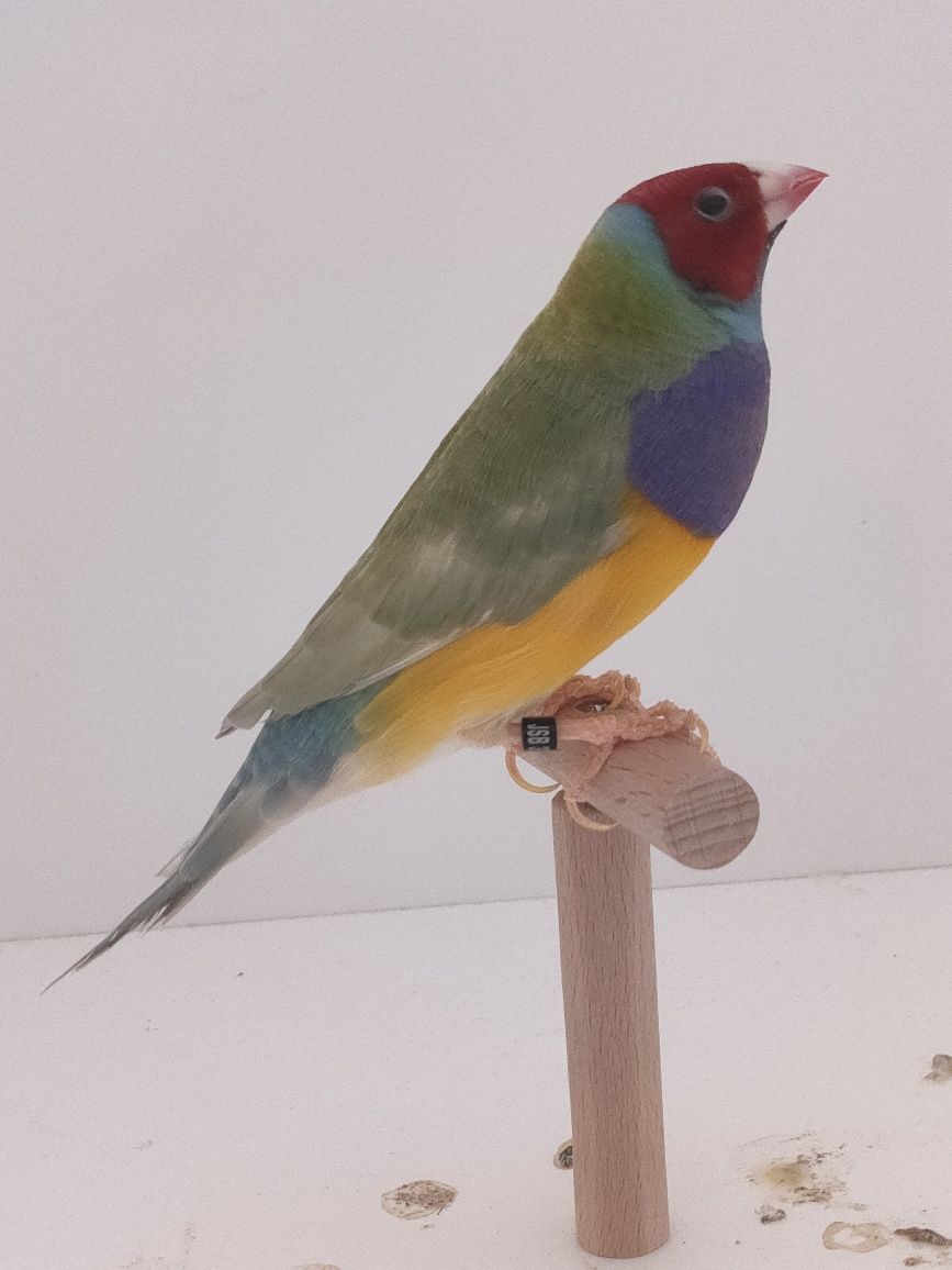 Últimos diamantes gould
