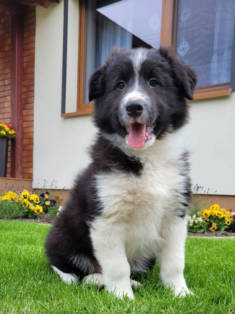 Border Colie piesek