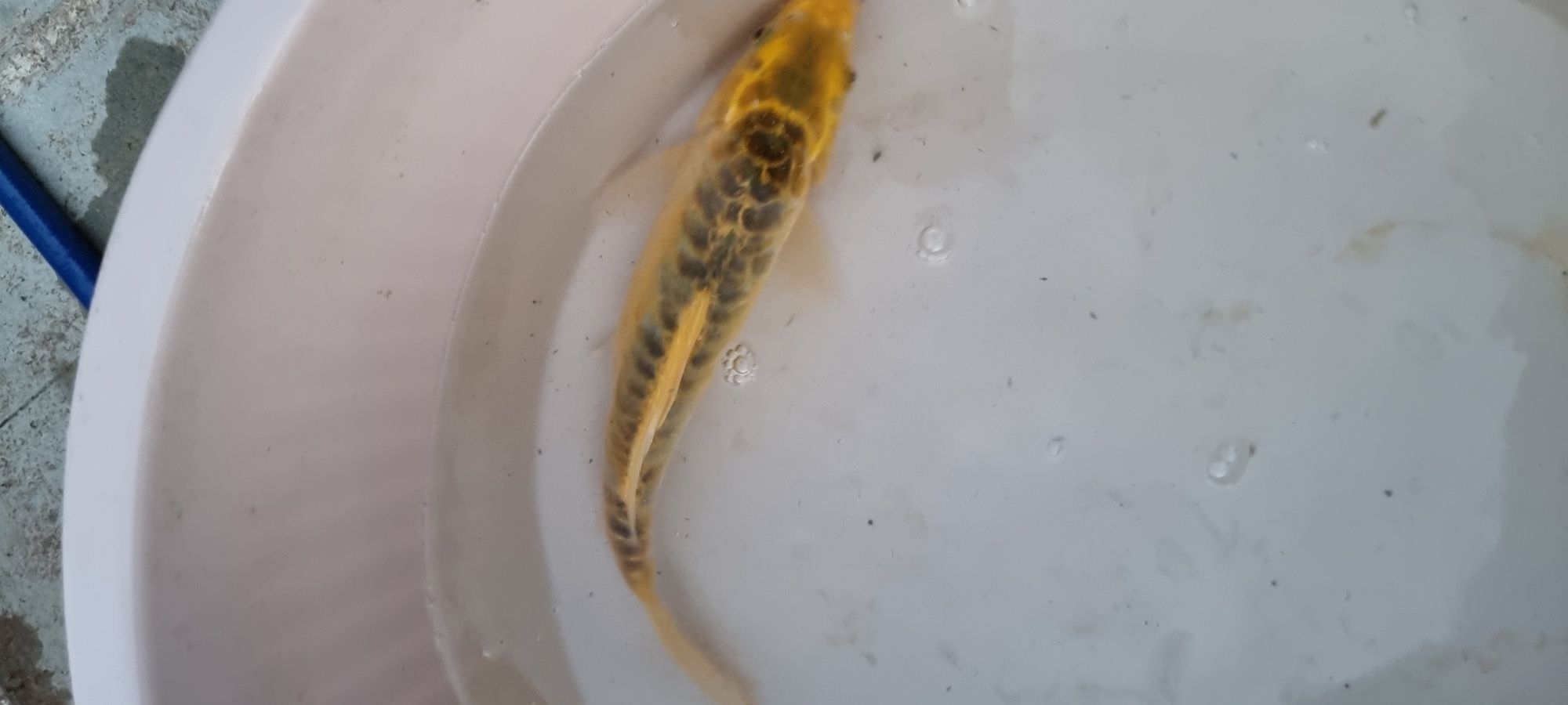 Carpa Koi - 30 cm
